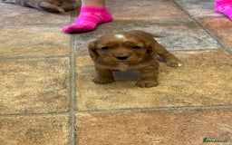 Cocker Spaniel dogs for sale: Cocker spaniel puppies for sale - Advert 11