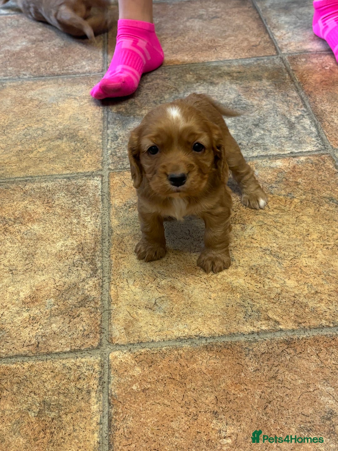 Cocker Spaniel dogs for sale: Cocker spaniel puppies for sale - Advert 11
