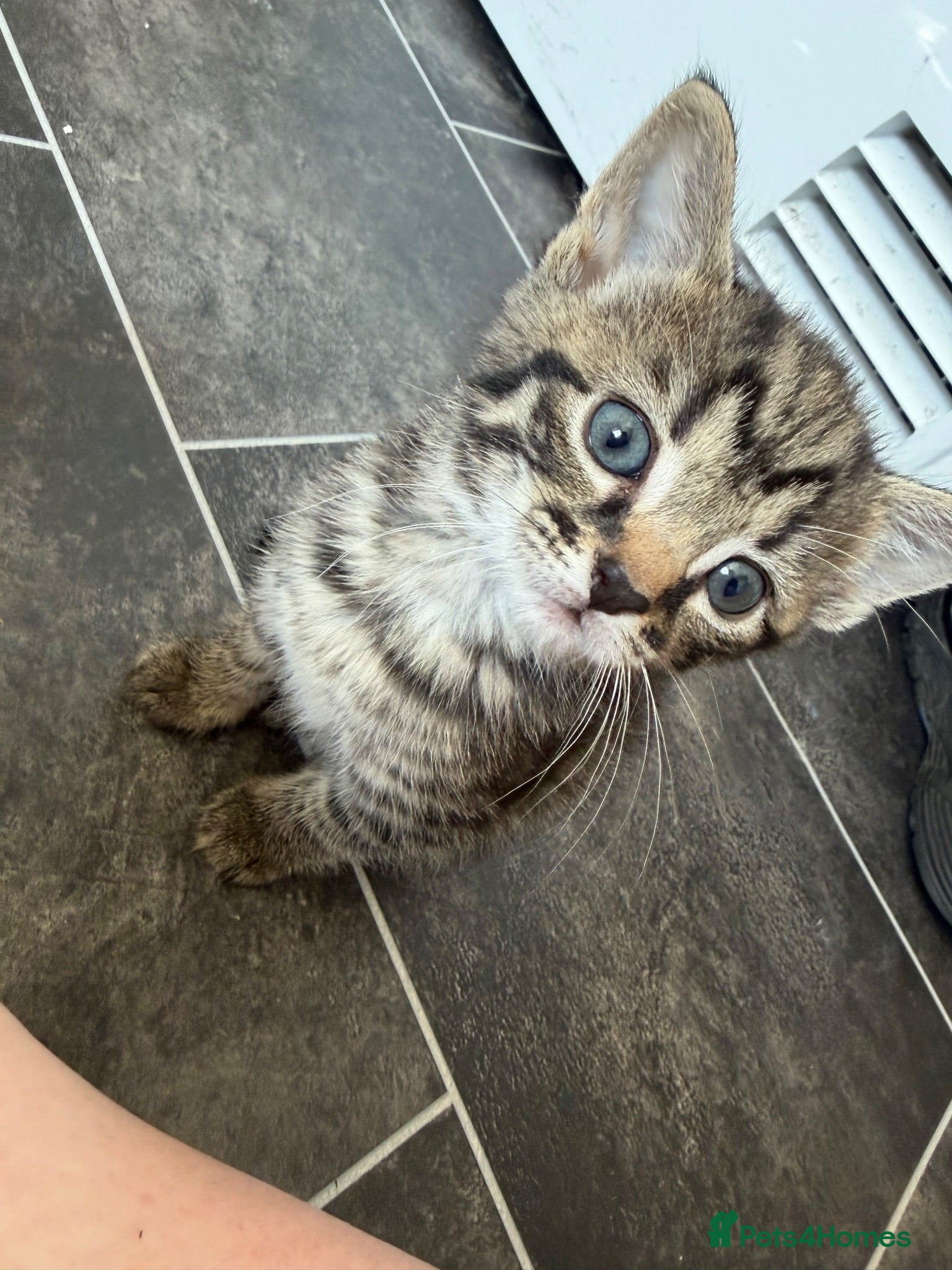 Mixed Breed cats Tabby and blue kittens - Advert 1