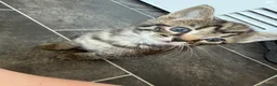 Mixed Breed cats for sale: Tabby and blue kittens - Advert 1
