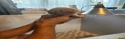 Labrador Retriever dogs for sale: 3 Adorable Labrador puppies all female  - Advert 10