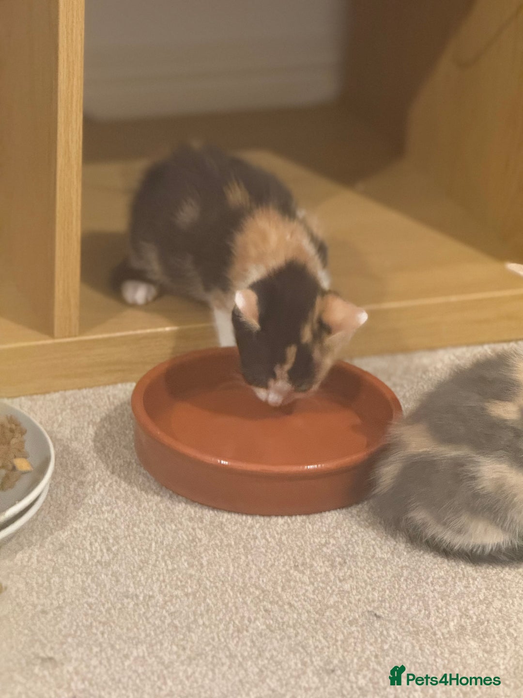 Mixed Breed cats for sale: 🤩🤩 10 beautifull fur babies 🤩🤩 - Advert 7