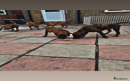 Presa Canario dogs for sale: Pressa Canario  - Image 3