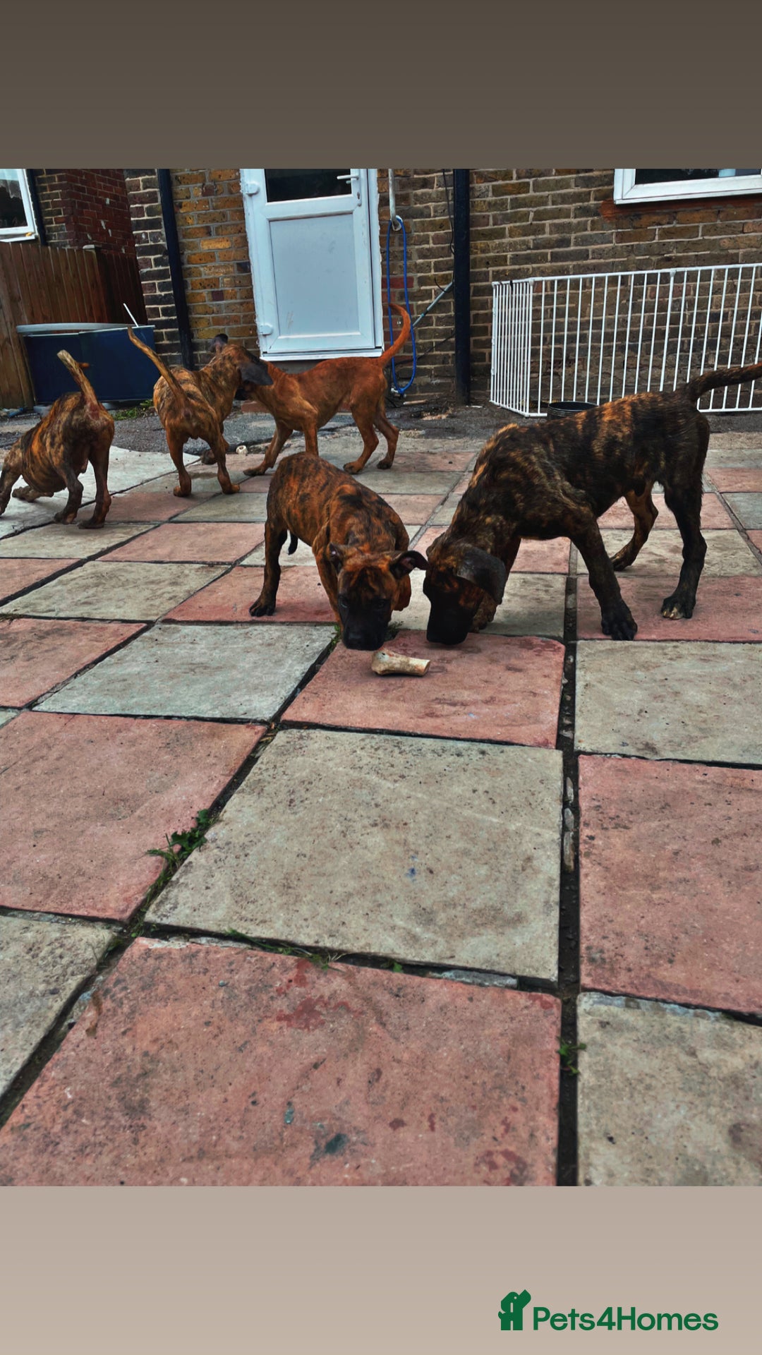 Presa Canario dogs for sale: Pressa Canario  - Image 3