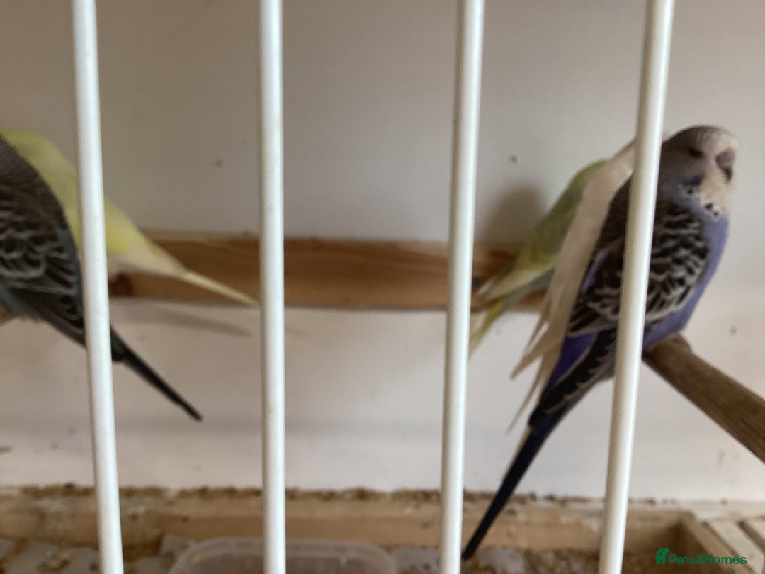 Budgerigars birds for sale: New baby budgies  - Advert 4