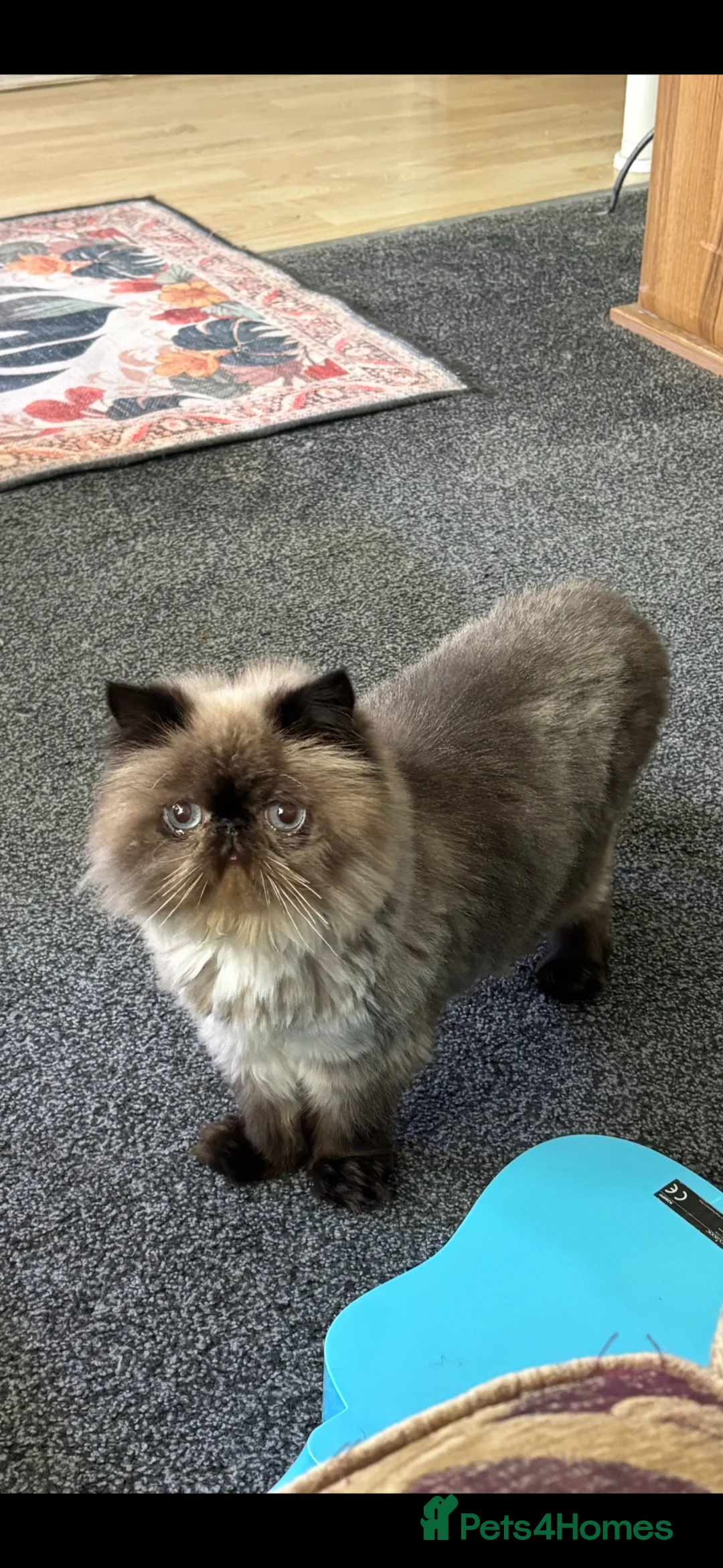 Persian cats for sale: Kaleb the cuddly Persian in Blackpool - Advert 3