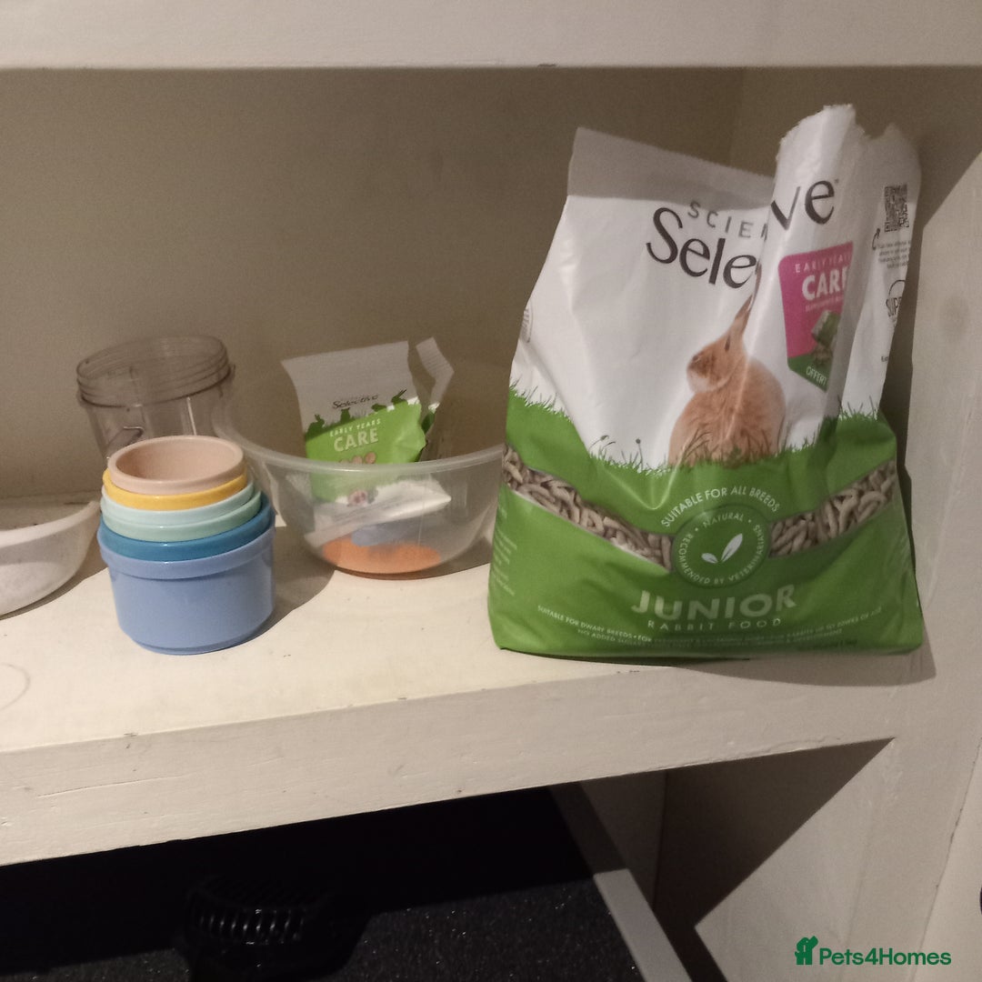 Mini Lop rabbits for sale: Mini lop bunnies for sale - Advert 5