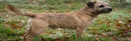 Border Terrier dogs for sale: Top Quality Border Terrier Pups from championline  in Whitchurch - Advert 8