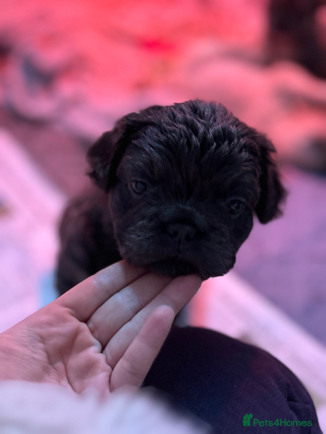 French Bulldog dogs for sale: Quality 5star🌟full visual fluffy French bulldogs  - Image 10
