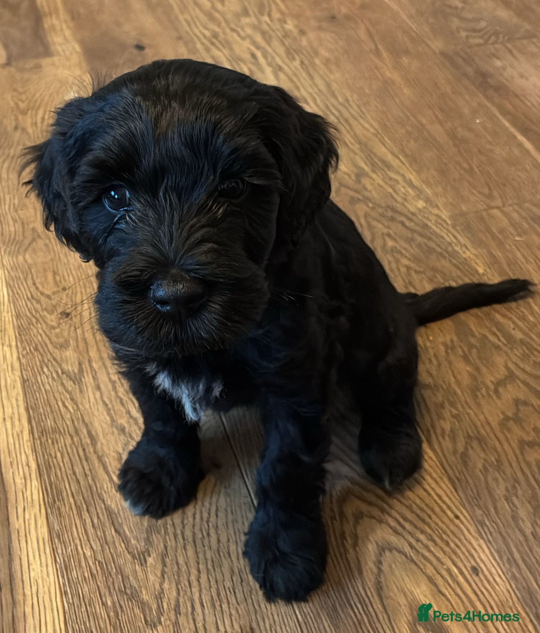 Portuguese Water Dog dogs for sale: Portuguese Water Dog Puppies available now - Image 4