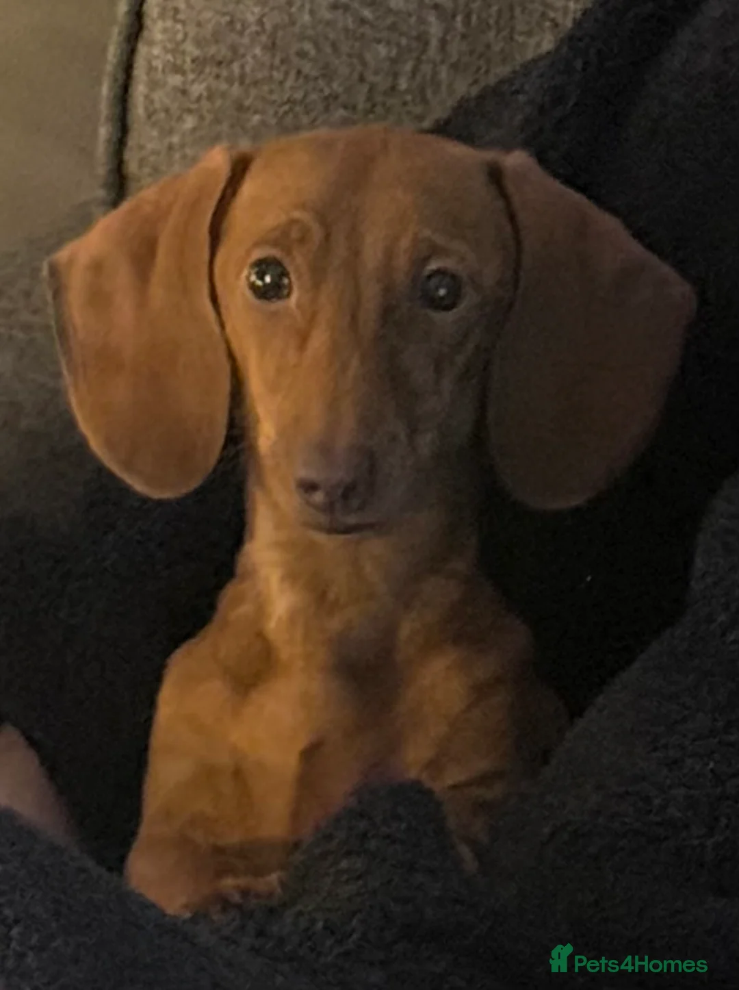 Miniature Dachshund dogs for sale: Miniature Dachshund TRIXXIE   - Advert 3