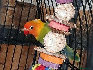 Lovebirds birds Fischers lovebirds x1 hen 2024 in Dagenham - Advert 2