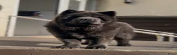 Chow Chow dogs for sale: Smooth blue bitch bear faced chow chow puppies  - Advert 5