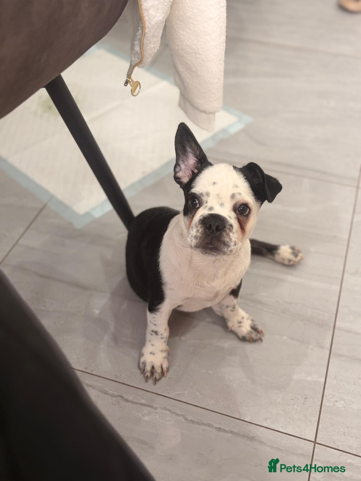 French Bulldog dogs LAST BOY £700 - Advert 8