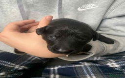 Mixed Breed dogs for sale: Puppies for sale - Image 13