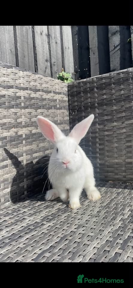 Mini Lion Lop rabbits mini lop x lionhead  - Advert 14