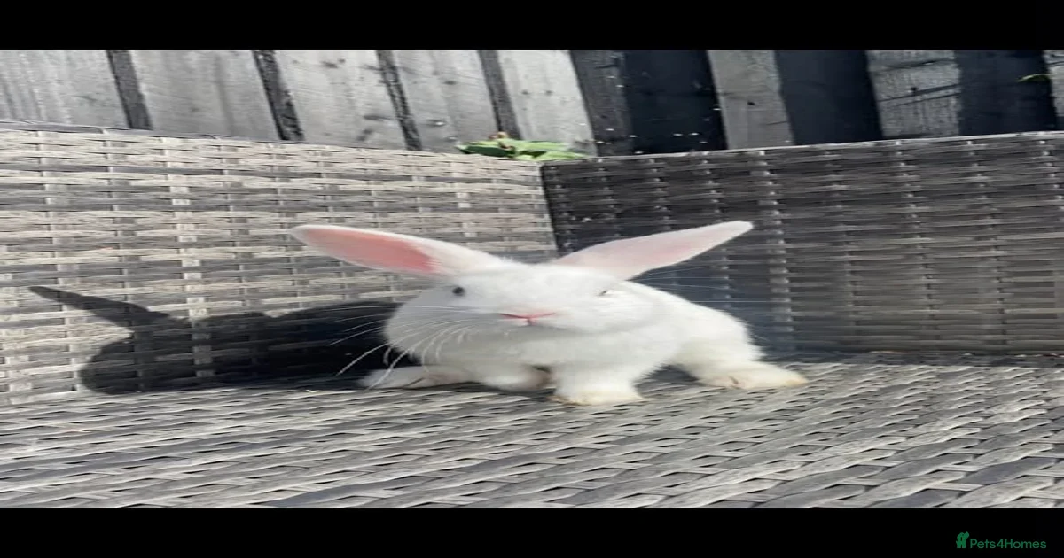 mini lop x lionhead for sale in Exeter | Pets4Homes