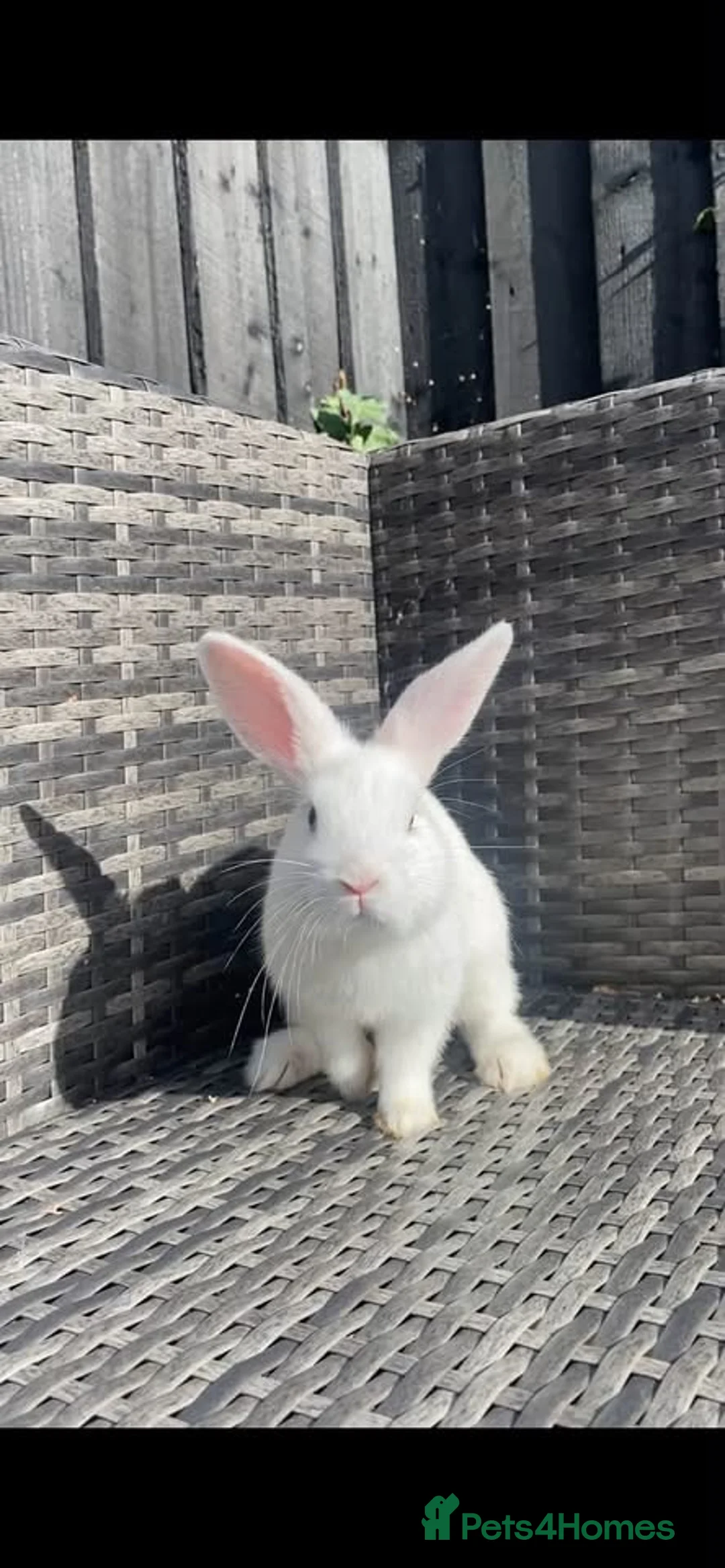 Mini Lion Lop rabbits for sale: mini lop x lionhead  in Exeter - Advert 1