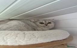 British Shorthair cats for sale: Champions Bloodlines  British and Scottish cats  in Feltham - Image 7