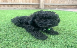 Cockapoo dogs for sale: F1B COCKERPOOS LOOKING FOR THERE FORVER HOME ❤️ - Image 12