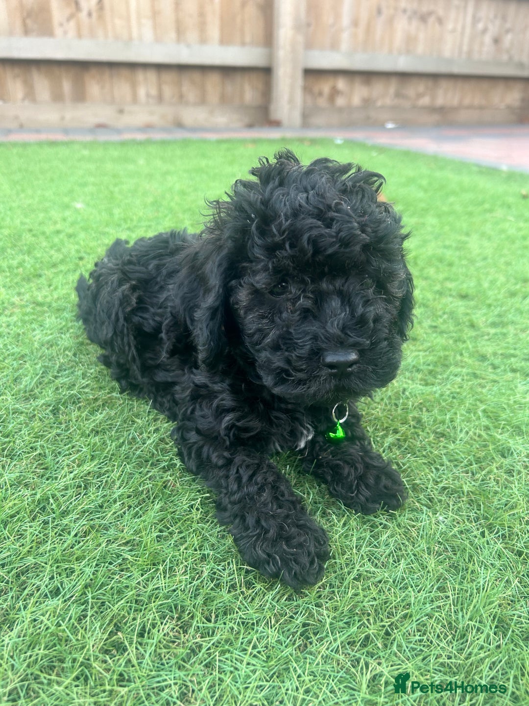 Cockapoo dogs for sale: F1B COCKERPOOS LOOKING FOR THERE FORVER HOME ❤️ - Image 12