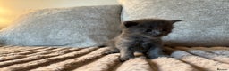 Maine Coon cats for sale: Beautiful Maine Coon Kittens - Advert 26
