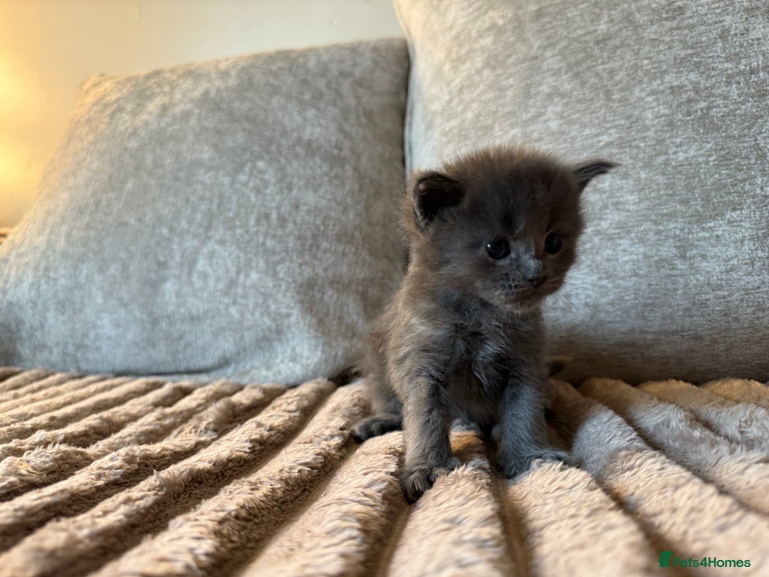 Maine Coon cats for sale: Beautiful Maine Coon Kittens - Advert 26