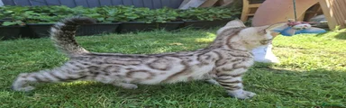 Bengal Kitten 1