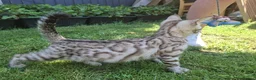 Bengal cats for sale: **Last Snow Lynx Bengal Kitten** TICA - Advert 29