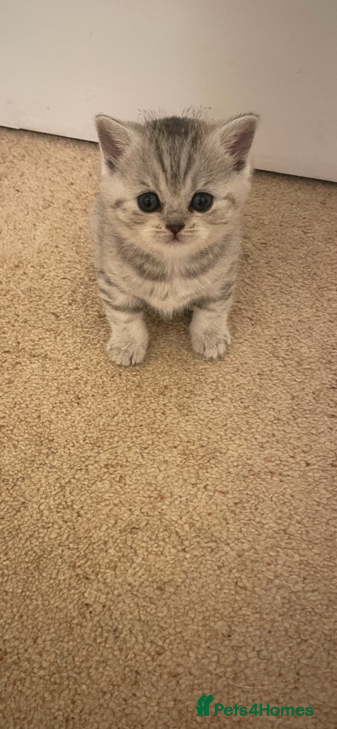 British Shorthair cats for sale: GCCF reg silver British Shorthaired kittens  - Image 4