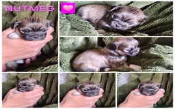 Lhasa Apso dogs for sale: Beautiful Lhasa Apso pups - Image 4