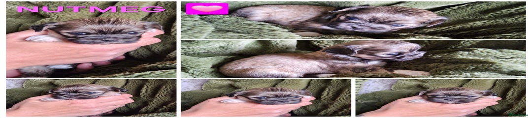Nutmeg 