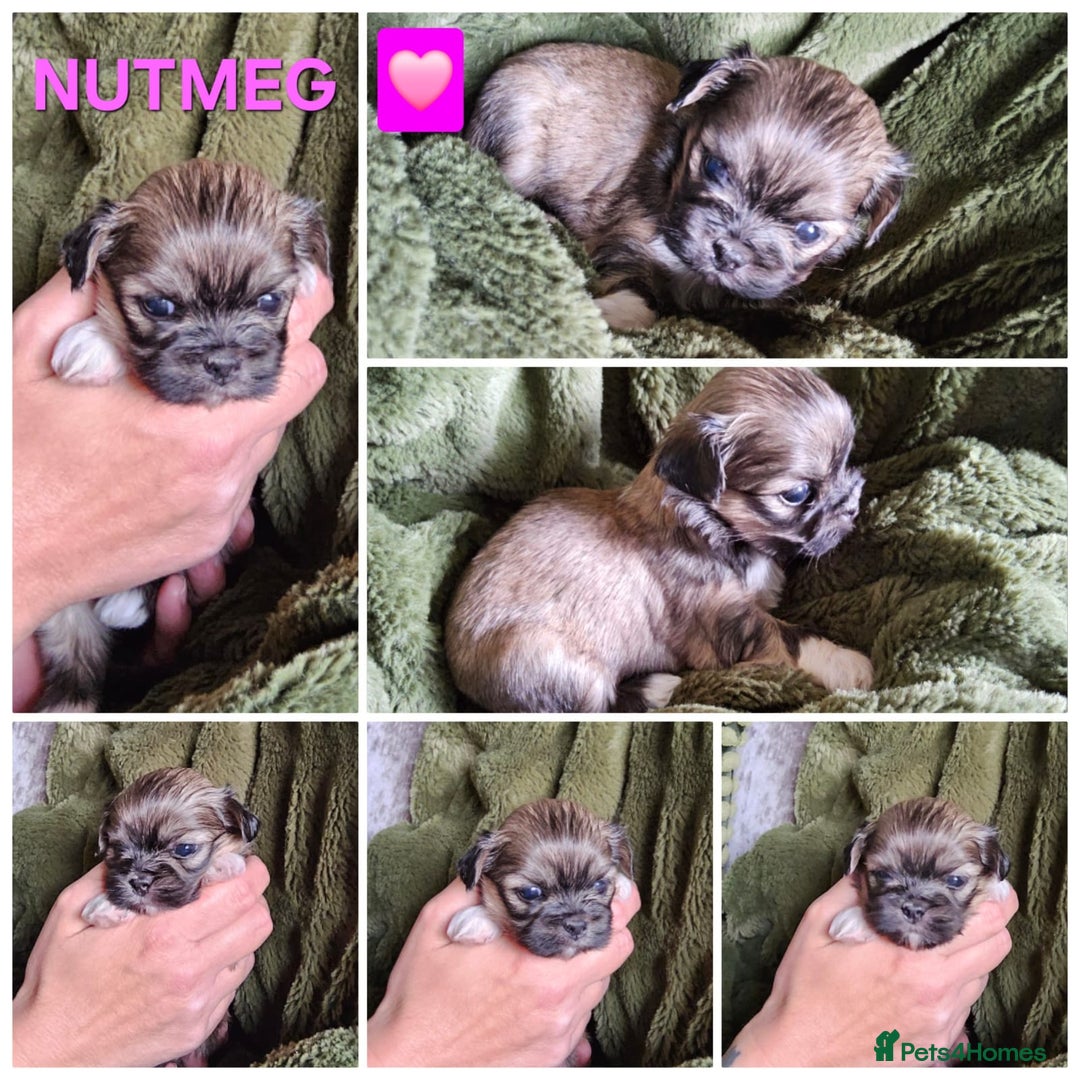 Lhasa Apso dogs for sale: Beautiful Lhasa Apso pups - Image 4