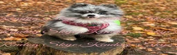 Pomeranian dogs for stud: KCREG BLUE MERLE TEDYBEAR POMERANIAN HETEROCHROMIA in Barnsley - Advert 5