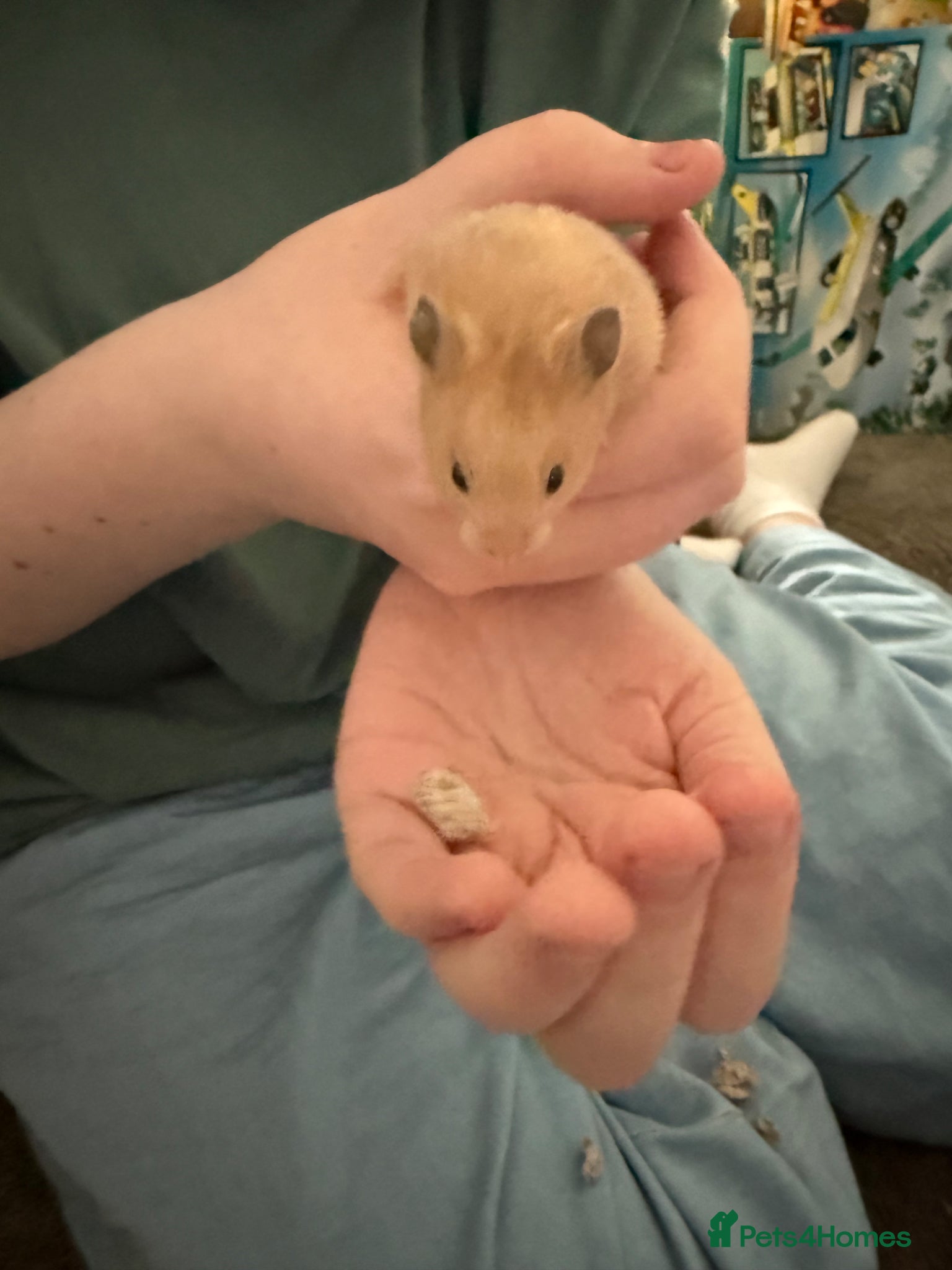 Hamster rodents Baby Syrian hamster - Advert 1
