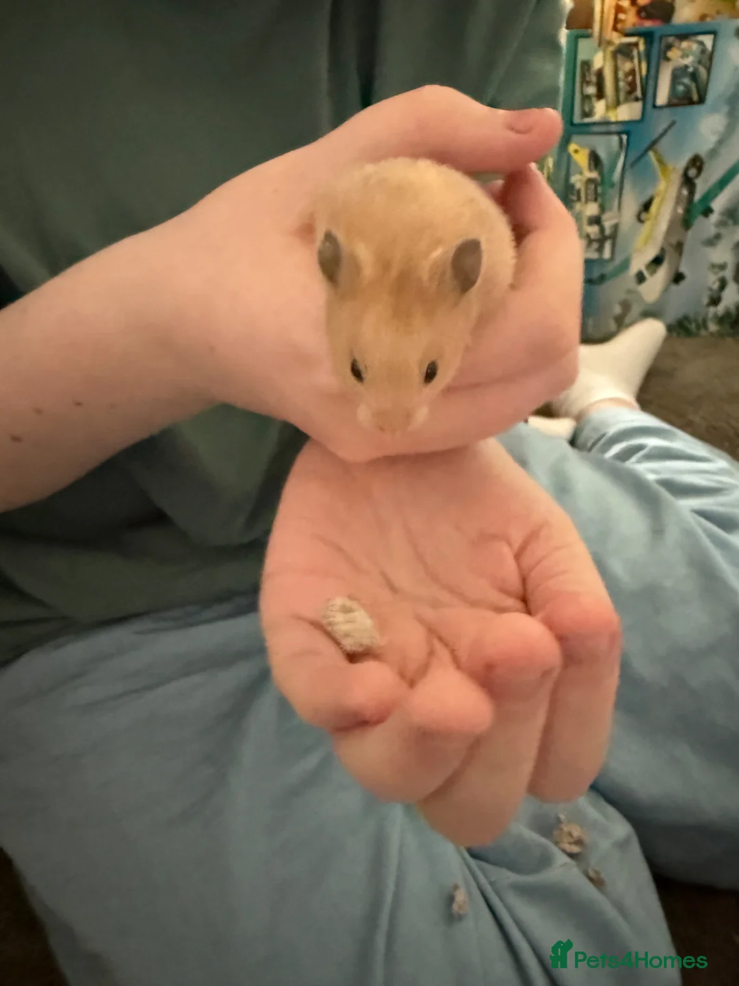 Hamster rodents for sale: Baby Syrian hamster in Mansfield - Advert 1