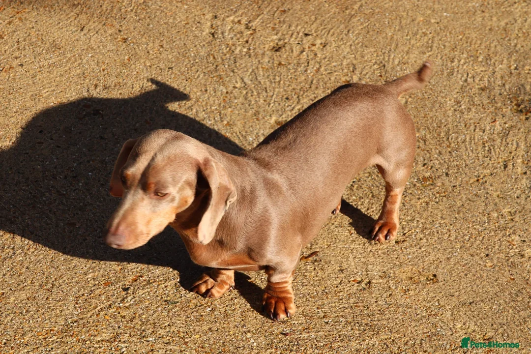 Miniature Dachshund dogs for sale: Kc Reg, Top Temperament, Boy and Girl - Image 3
