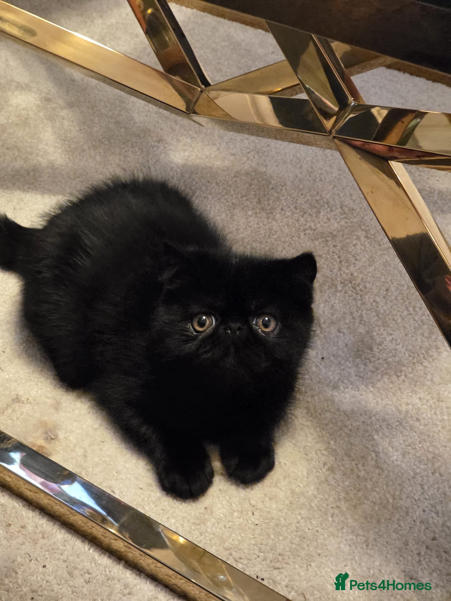 Exotic cats Stunning short hair exotic kittens  - Advert 5