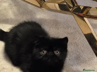 Exotic cats Stunning short hair exotic kittens - Advert 2