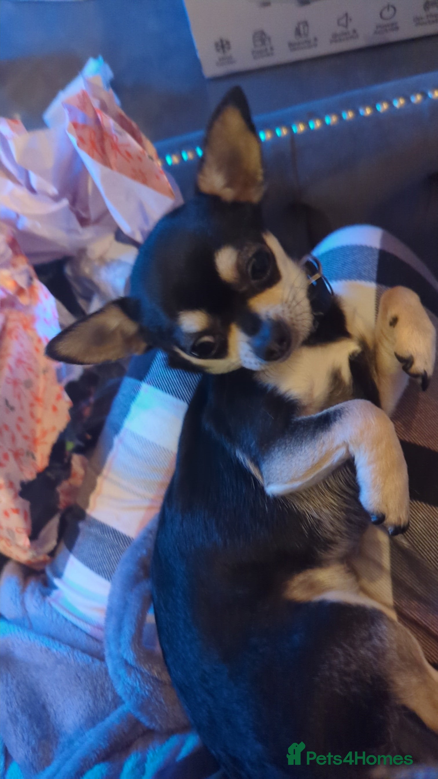 Chihuahua dogs Stud services - Advert 2