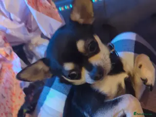 Chihuahua dogs Stud services - Advert 2