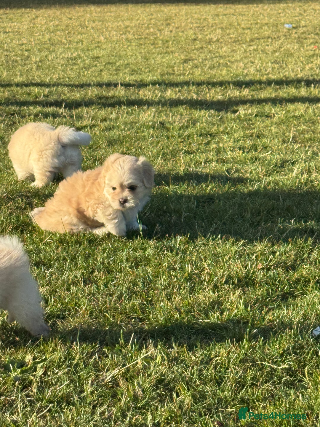 Mixed Breed dogs for sale: Shih Tzu-pomeranian - Image 8