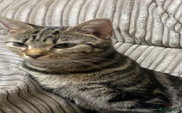 Mixed Breed cats for sale: A tabby girl for sale  - Image 4