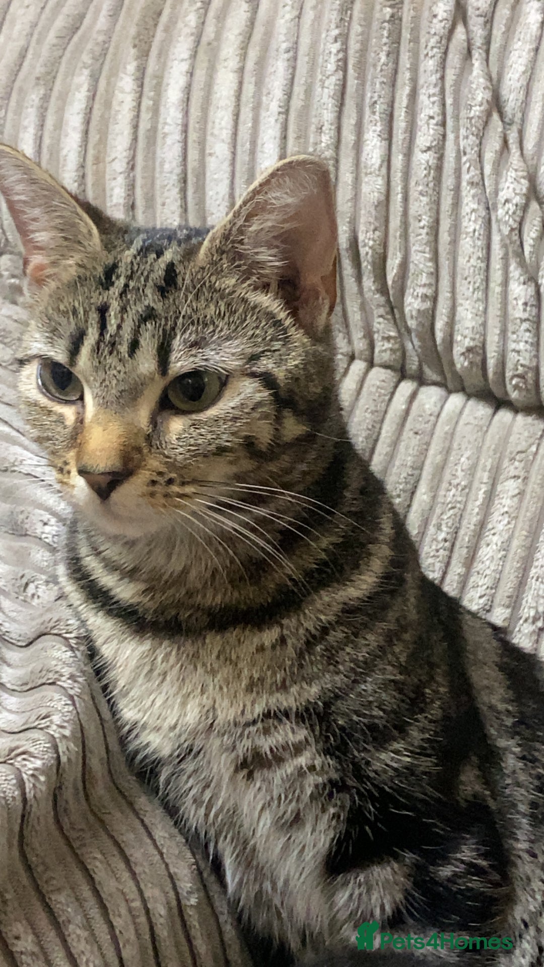 Mixed Breed cats for sale: A tabby girl for sale  - Image 4