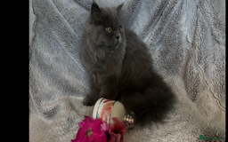 Persian cats for sale: Gentle natured blue Persian kitten (f) - Image 6