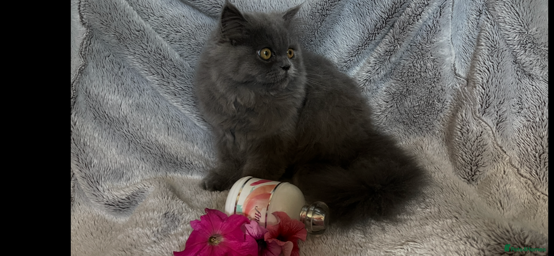 Persian cats for sale: Gentle natured blue Persian kitten (f) - Image 6