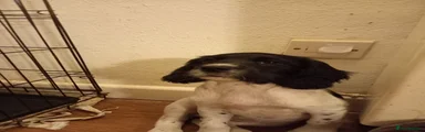 English Springer Spaniel 6