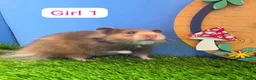 Hamster rodents for sale: Syrian Hamster Baby Girl Long Haired Pedigree - Advert 1