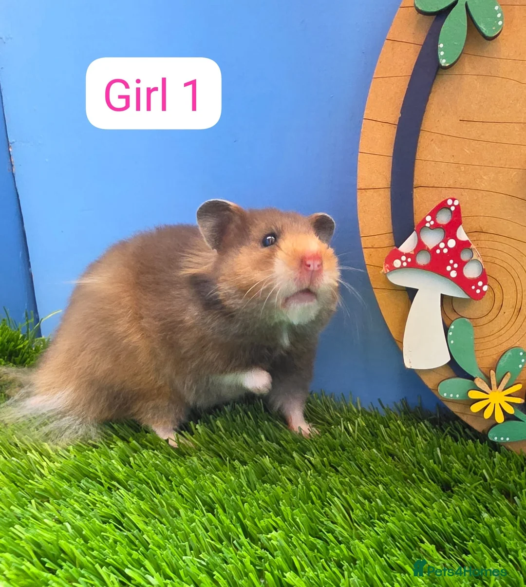 Hamster rodents for sale: Syrian Hamster Baby Girl Long Haired Pedigree - Advert 1