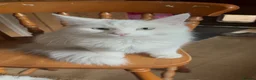 Maine Coon cats for sale: Maine coon kittens  - Advert 1